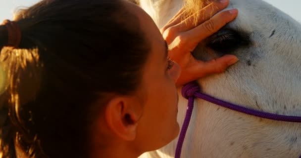 Médico veterinario revisando el caballo — Vídeos de Stock