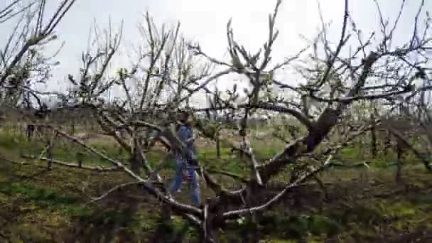 Mulher caminhando através de uma vinha — Vídeo de Stock