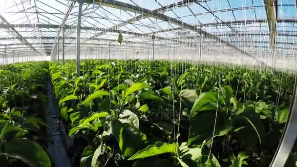 Row of green plants in greenhouse — Stock Video