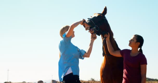 Veterinär undersöka hästen i ranch — Stockvideo