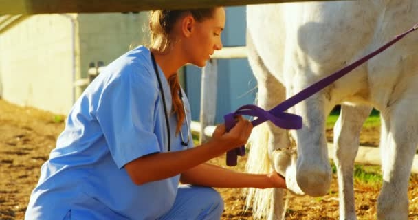 Dierenarts arts controleren van het paard — Stockvideo