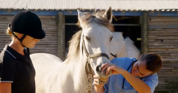 De examencommissie paard dierenarts in ranch — Stockvideo