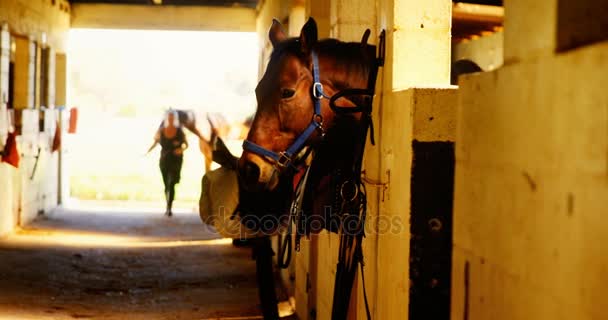 Vrouw lopen met paard in stal — Stockvideo