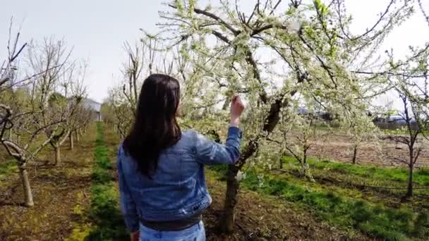 Жінка йде через виноградник — стокове відео