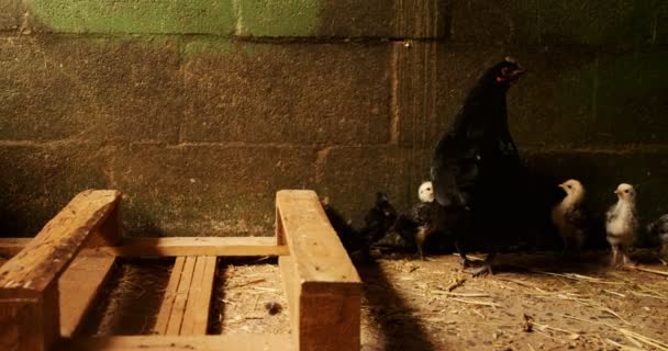 Курица и цыплята в сарае — стоковое видео