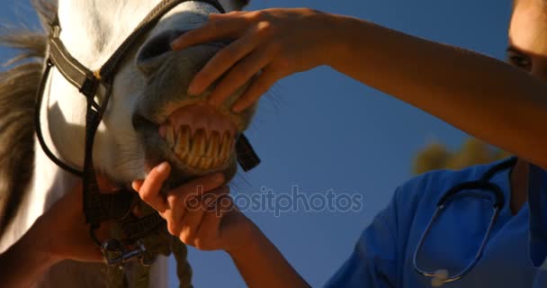 Veterinario examinando caballo en rancho — Vídeos de Stock