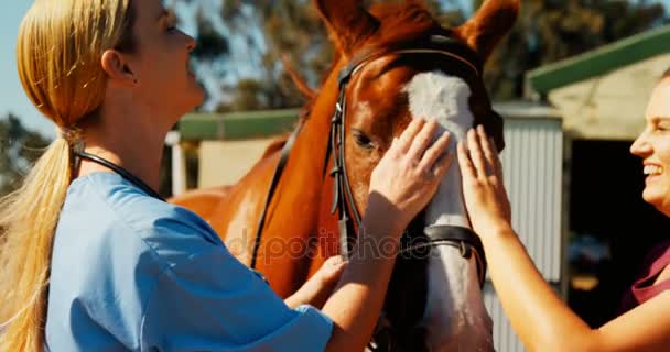 Médico veterinario interactuando con la mujer — Vídeo de stock