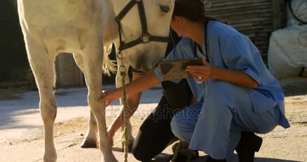 Veterinaria y mujer interactuando mientras examina caballo — Vídeo de stock
