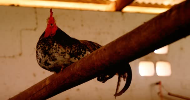 Polla sentado en varilla — Vídeo de stock