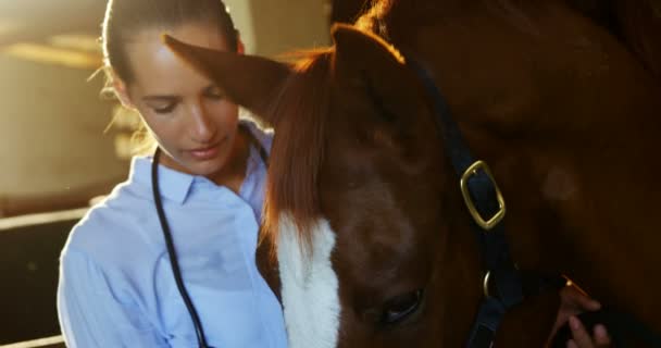 Médico veterinario revisando un caballo — Vídeo de stock