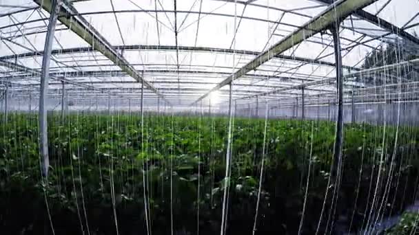 Fila de plantas verdes en invernadero — Vídeos de Stock