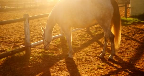 Häst betande gräs i ranch — Stockvideo