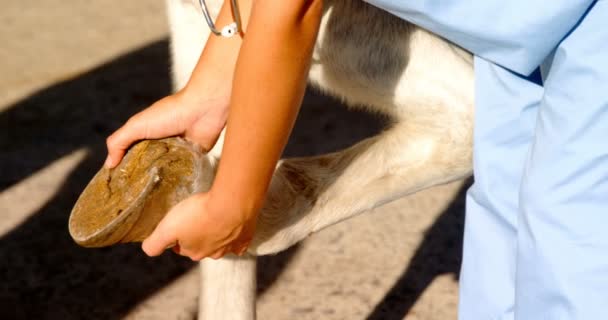 Врач-ветеринар осматривает ногу лошади — стоковое видео