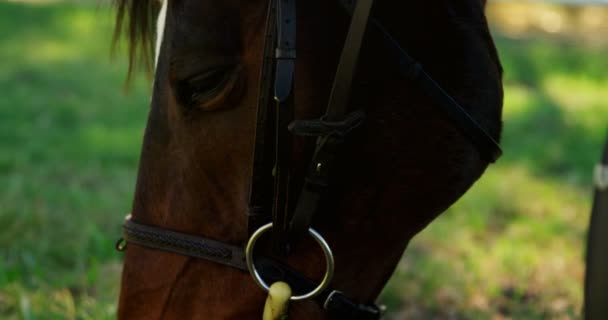 Närbild av häst som betar gräs i ranch — Stockvideo