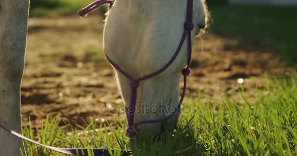 Cavallo pascolo erba nel ranch — Video Stock