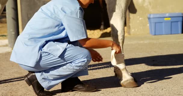 Veterinární lékař vázání obvazem na noze koně — Stock video