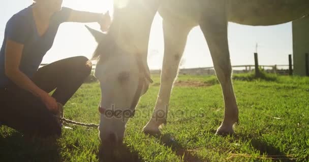Mulher acariciando cavalo enquanto pastando na fazenda — Vídeo de Stock