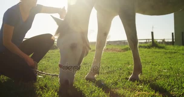 Woman stroking horse while grazing in ranch — Stock Video