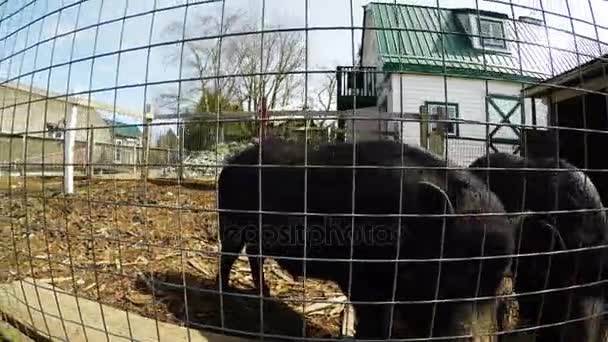 Cerdos a corral en la granja — Vídeos de Stock