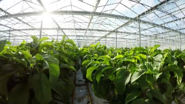 Row of green plants in greenhouse — Stock Video
