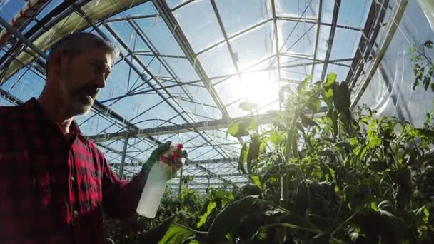 Broeikasgassen werknemer drenken planten — Stockvideo