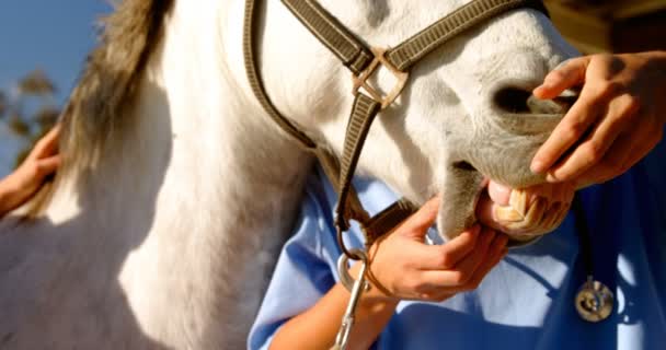 Dierenarts onderzoek van de mond van het paard in de ranch — Stockvideo