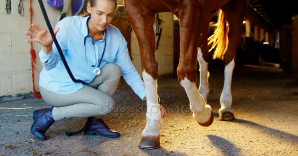 Veterinario médico vendaje pata de caballo — Vídeo de stock