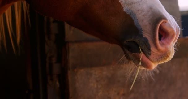 Крупним планом випасання коней — стокове відео