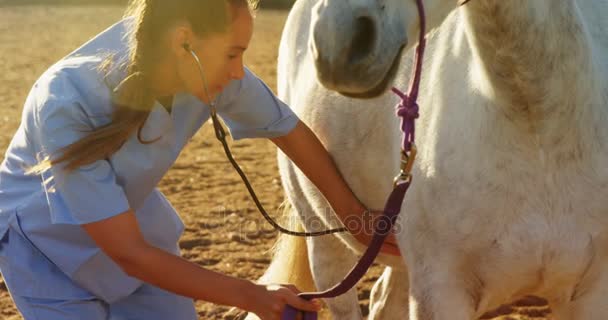 Γιατρός κτηνίατρος ελέγχοντας το άλογο — Αρχείο Βίντεο