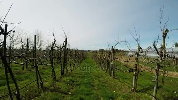 Vineyard on a sunny day — Stock Video