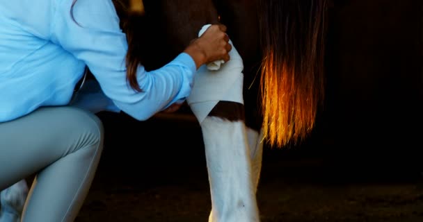Veterinario medico bendaggio cavallo gamba — Video Stock
