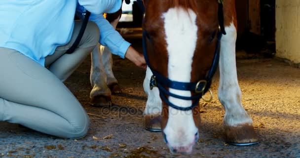 Врач-ветеринар проверяет лошадь — стоковое видео