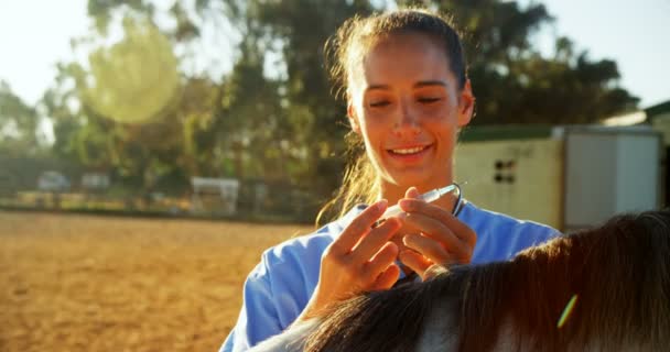 Médico veterinario inyectando al caballo — Vídeo de stock