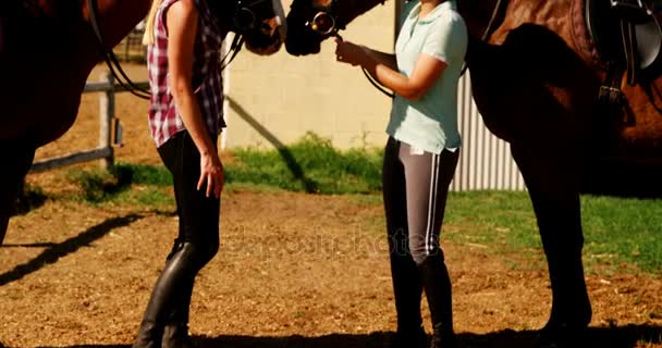Друзі стоять зі своїм конем — стокове відео