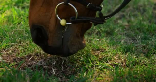 Nahaufnahme eines Pferdes, das auf einer Ranch Gras weidet — Stockvideo