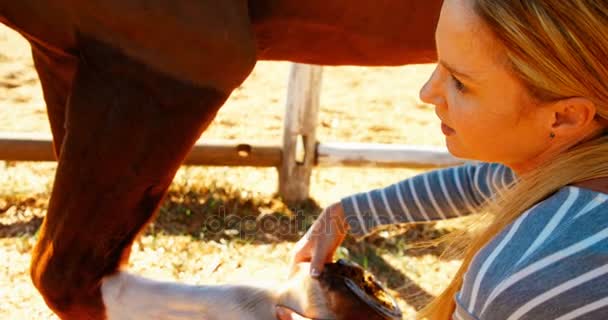 Veterinario guardando ferro di cavallo nel ranch — Video Stock