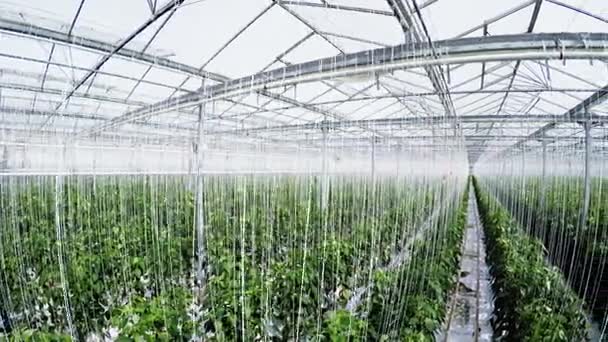 Zöld növények sora az üvegházban — Stock videók