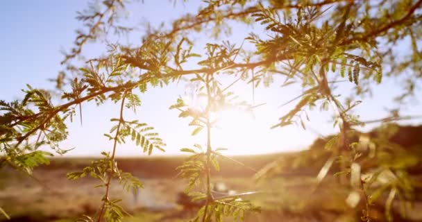 Ветка дерева в солнечный день — стоковое видео