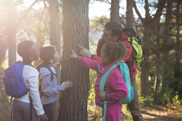 Lehrer und Kinder begutachten Baumstamm — Stockfoto