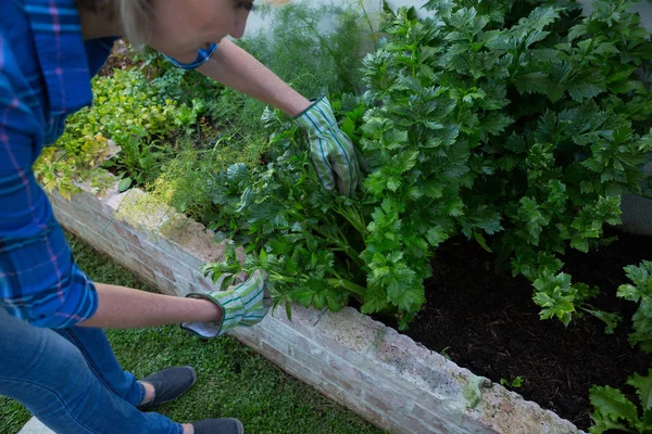 Mujer examinando verduras de hoja —  Fotos de Stock