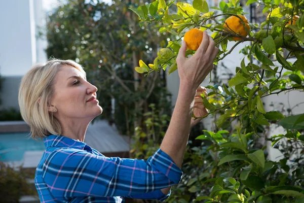 Женщина осматривает апельсин на дереве — стоковое фото