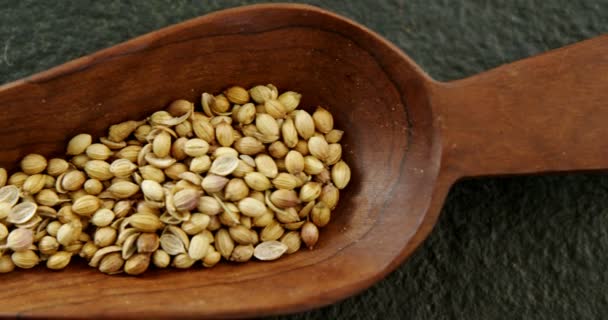 Semilla de cilantro que se derrama de la cuchara — Vídeos de Stock