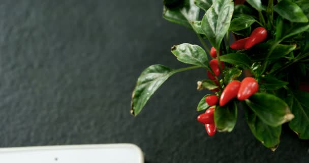 Chilli plant on black background — Stock Video