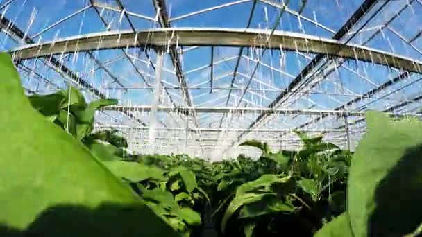 Rij Van Groene Planten Kas — Stockvideo