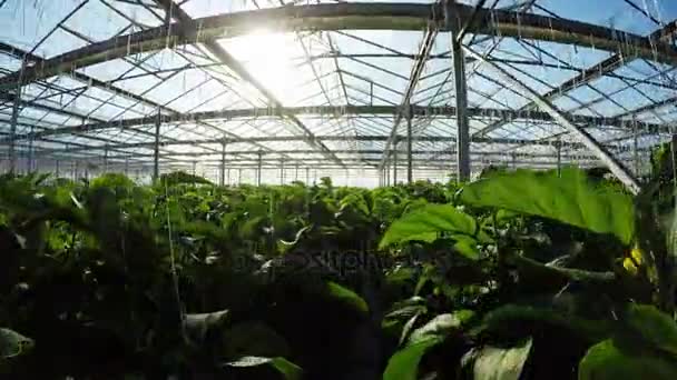 Groene planten in kas — Stockvideo