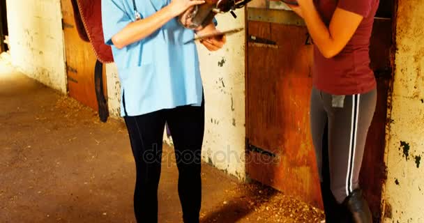 Veterinary Using Digital Tablet While Examining Horse Stable — Stock Video
