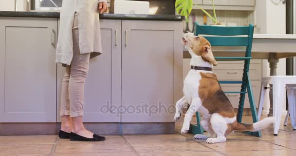 Perro Desesperado Mirando Dueño Ladrando Cocina — Vídeos de Stock