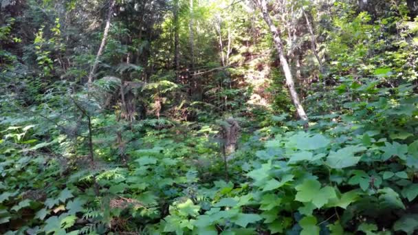 Jäger Mit Gewehr Spazieren Einem Sonnigen Tag Wald — Stockvideo