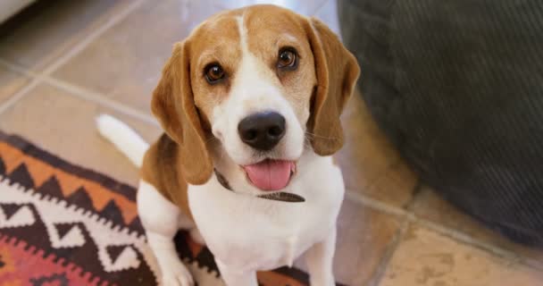 Gros Plan Chien Mignon Regardant Dans Caméra — Video