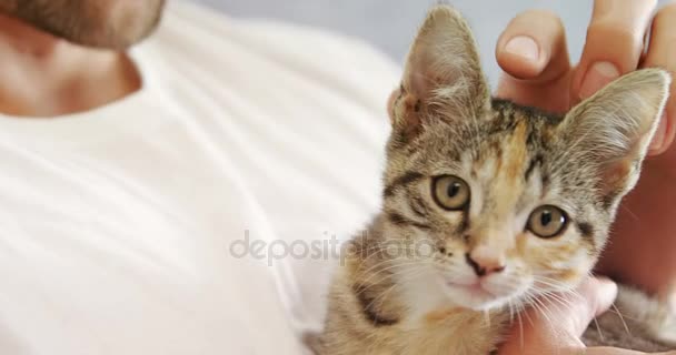 若い男家の で彼のぶち猫をなでるのクローズ アップ — ストック動画